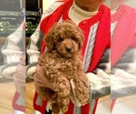 Small Photo #4 Poodle (Toy) Puppy For Sale in NORTH HAMPTON, MA, USA