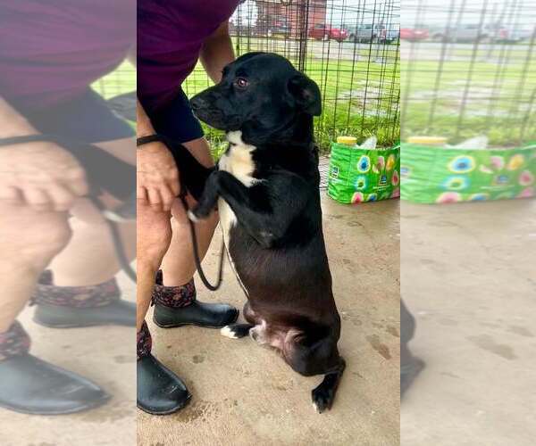 Medium Photo #1 Mutt Puppy For Sale in Abbeville, LA, USA