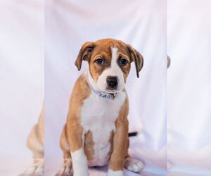 Colonial Cocker Spaniel-Labrador Retriever Mix Dogs for adoption in St. Louis Park, MN, USA
