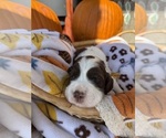 Small #5 English Springer Spaniel