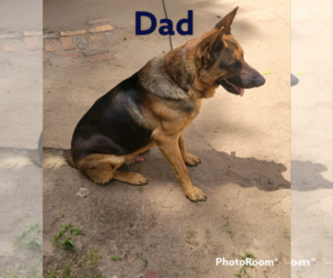 Father of the German Shepherd Dog puppies born on 03/09/2022