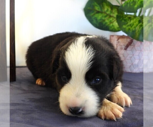 Medium Photo #2 Border Collie Puppy For Sale in CARLISLE, KY, USA