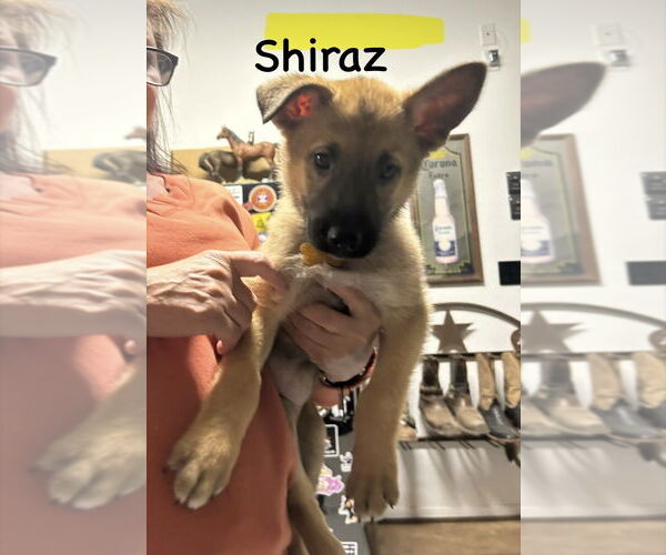 Medium Photo #1 German Shepherd Dog-Unknown Mix Puppy For Sale in Imlay City, MI, USA
