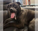 Small #14 Labrador Retriever Mix