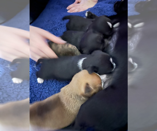 Medium Photo #2 ShiChi Puppy For Sale in FITZGERALD, GA, USA