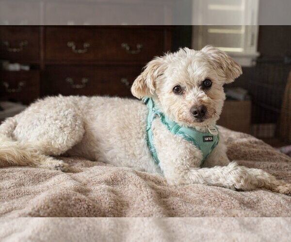 Medium Photo #1 Mutt Puppy For Sale in Salt Lake City, UT, USA