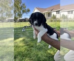Puppy Rupert English Springer Spaniel