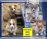 Small #4 Pembroke Welsh Corgi