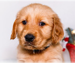 Small #1 Golden Retriever