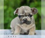 Small #2 French Bulldog