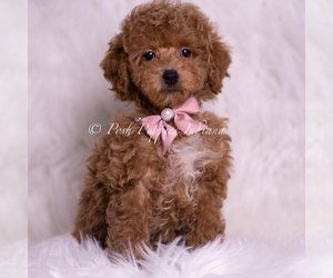 Medium Maltipoo (Miniature)