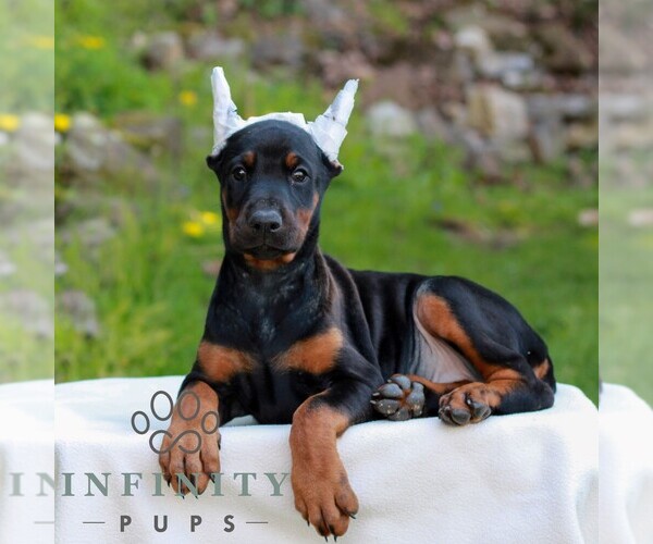 Medium Photo #4 Doberman Pinscher Puppy For Sale in NEWMANSTOWN, PA, USA