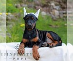 Small #3 Doberman Pinscher