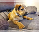 Small #2 Mutt