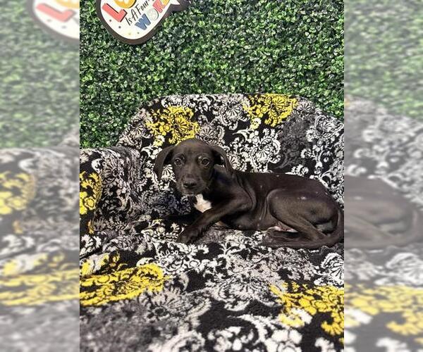 Medium Photo #2 Labrador Retriever-Unknown Mix Puppy For Sale in Corpus Christi, TX, USA