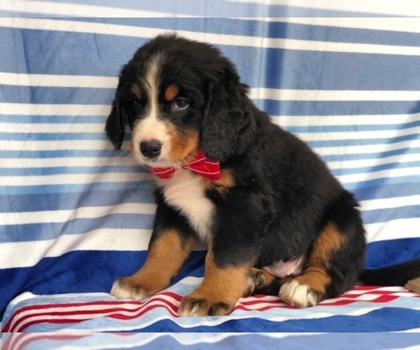 Medium Photo #4 Bernese Mountain Dog Puppy For Sale in CLAY, PA, USA