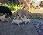 Small #7 Labrador Retriever