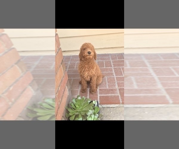 Medium Photo #1 Poodle (Standard) Puppy For Sale in WINNETKA, CA, USA