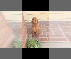 Poodle (Standard) Puppy for sale in WINNETKA, CA, USA
