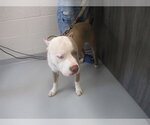 Small American Pit Bull Terrier