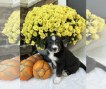 Hank - Male Bordoodle Puppy for Sale - Photo #2