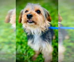 Small #3 Mutt