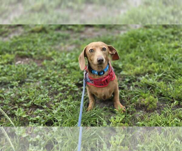 Medium Photo #1 Dachshund Puppy For Sale in Tampa, FL, USA