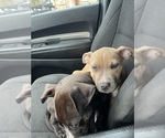Small Photo #11 American Pit Bull Terrier Puppy For Sale in MEMPHIS, TN, USA