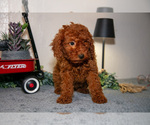 Small #1 Poodle (Miniature)