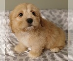 Puppy Puppy 6 Silky Cocker