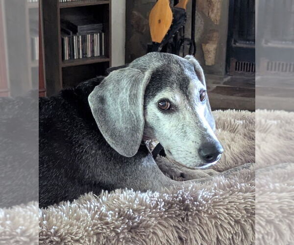 Medium Photo #4 Beagle-Unknown Mix Puppy For Sale in Dunnellon, FL, USA