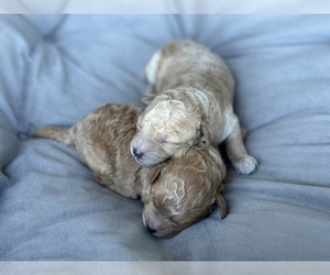 Poodle (Toy) Litter for sale in BRONX, NY, USA
