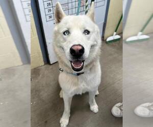 - Mix Dogs for adoption in Santa Maria, CA, USA