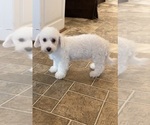 Small #6 Bichon Frise
