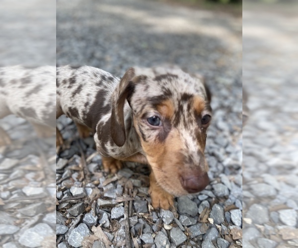 Medium Photo #1 Dachshund Puppy For Sale in DENHAM SPRINGS, LA, USA