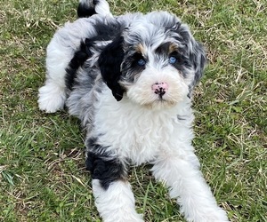 Bernedoodle-Poodle (Miniature) Mix Puppy for Sale in BOWLING GREEN, Ohio USA