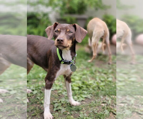 Medium Photo #2 Mutt Puppy For Sale in Crystal, MN, USA