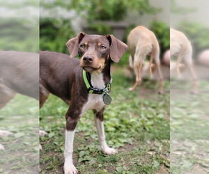 Mutt Dogs for adoption in Crystal, MN, USA