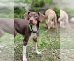 Small #1 Mutt