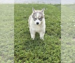 Small #3 Siberian Husky