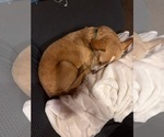 Small #3 Chihuahua Mix