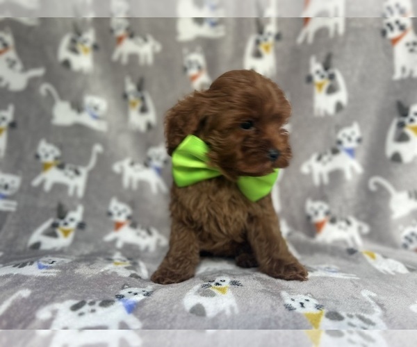 Medium Photo #7 Cavapoo Puppy For Sale in LAKELAND, FL, USA