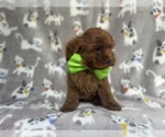 Small #6 Cavapoo