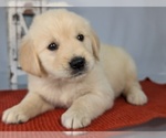 Puppy Sasha English Cream Golden Retriever