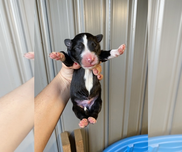 Medium Photo #9 Australian Shepherd Puppy For Sale in SAINT MATTHEWS, SC, USA