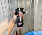 Small Photo #9 Australian Shepherd Puppy For Sale in SAINT MATTHEWS, SC, USA