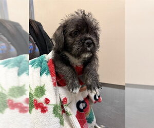 French Bulldog Dogs for adoption in Rancho Cucamonga, CA, USA