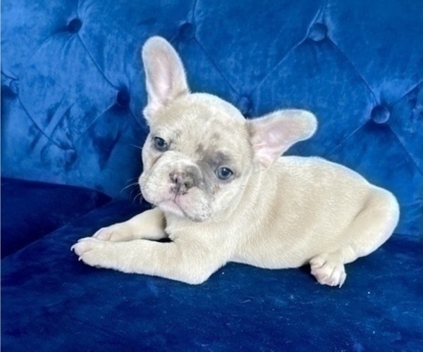 Medium Photo #13 French Bulldog Puppy For Sale in KANSAS CITY, MO, USA