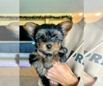 Puppy 1 Yorkshire Terrier