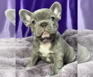French Bulldog Puppy for Sale in WEXFORD, Pennsylvania USA